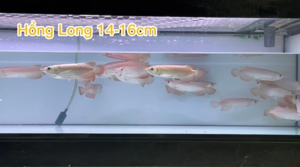 Khám phá Cá Rồng Hồng Long - Vẻ đẹp hoàng gia và cách nuôi dưỡng