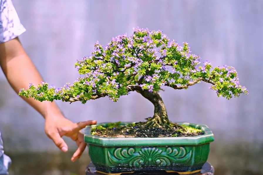 Tuyển tập ảnh sa hoa linh sắc nét phong cách anime